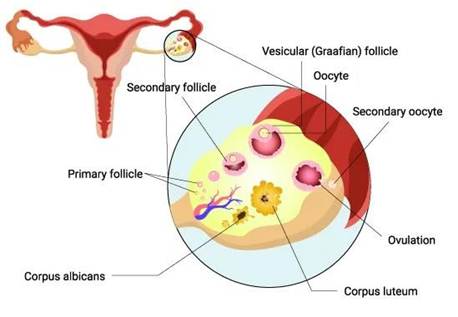Folliculometry Ultrasound Scan